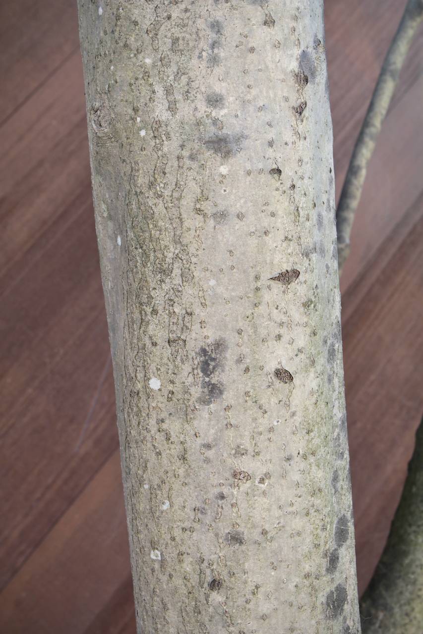 Photo of Foster Holly